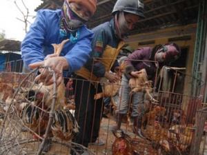 Gà thải Trung Quốc biến tướng leo lên bàn nhậu